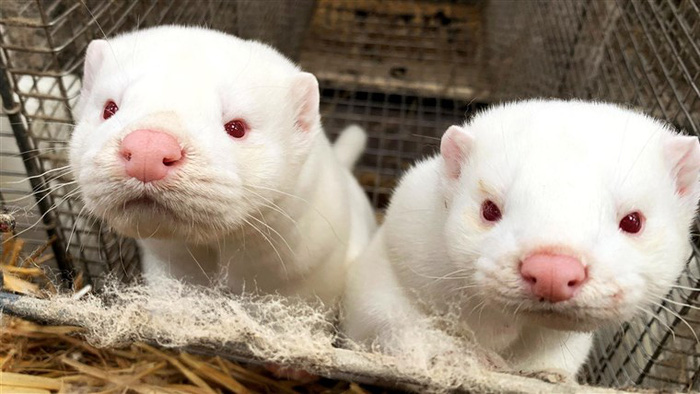 Lý giải hiện tượng chồn nhiễm Covid-19 bị tiêu hủy 'đội mồ sống dậy' trong các hố chôn tập thể