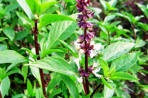 Húng quế không chỉ là rau mà còn là thuốc quý của Đông y