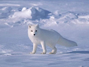 CLIP: Cáo tuyết Bắc Cực đánh cược với 'tử thần' để kiếm ăn