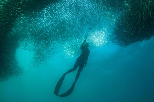 CLIP: Khám phá hành trình di cư của hàng tỷ con cá mòi Nam Phi