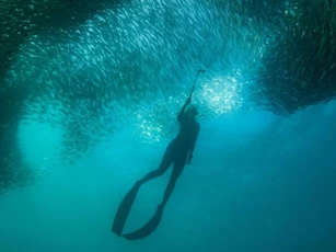 CLIP: Khám phá hành trình di cư của hàng tỷ con cá mòi Nam Phi