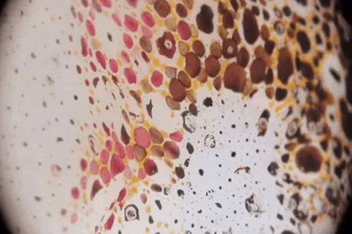 CLIP: Giải mã loại 'ma thuật' giúp mực ống đổi màu da trong tích tắc