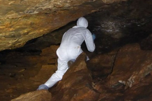 Phát hiện 'họ hàng' của virus SARS-CoV-2 ở các con dơi đông lạnh tại Campuchia và Nhật Bản