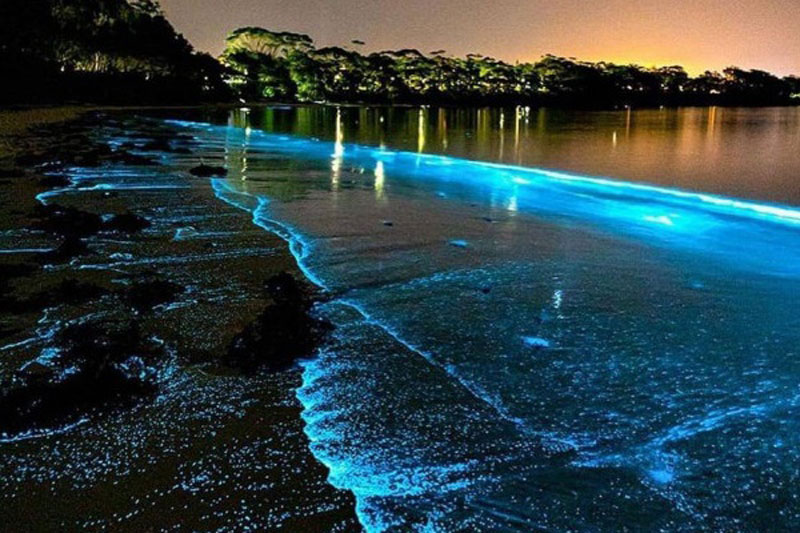 CLIP: Bãi biển ở Ấn Độ rực sáng - Đâu là lý do?