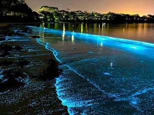 CLIP: Bãi biển ở Ấn Độ rực sáng - Đâu là lý do?