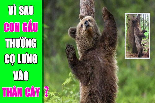 CLIP: Lý do khiến gấu thường cọ lưng vào thân cây là gì?