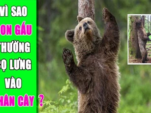 CLIP: Lý do khiến gấu thường cọ lưng vào thân cây là gì?