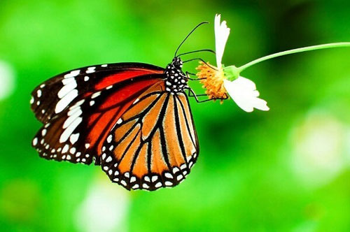 CLIP: 'Ngất ngây' trước cảnh tượng hàng tỷ con bướm vua di cư