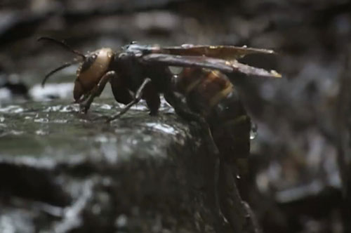 CLIP: Ong bắp cày khổng lồ 'đổ máu' khi giành tổ của đàn ong 1.500 con 