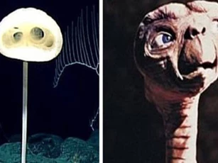 CLIP: Ghé thăm 'khu vực ngoài hành tinh' dưới biển Thái Bình Dương