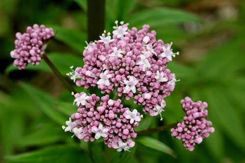 Trồng cây nữ lang- thần dược chống mất ngủ của mọi nhà