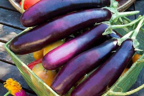 Cách chọn cà tím ngon, mềm, non và không bị đắng