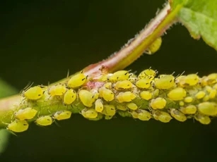 CLIP: Tìm hiểu về loài côn trùng có khả năng bài tiết ra... 'kẹo'