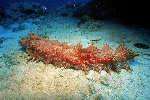 CLIP: Tìm hiểu về loài sinh vật biển có răng ở... hậu môn