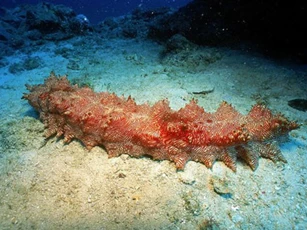 CLIP: Tìm hiểu về loài sinh vật biển có răng ở... hậu môn