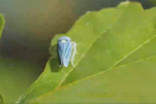 CLIP: 'Vũ khúc tình yêu' của loài rầy sharpshooter 