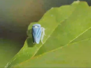 CLIP: 'Vũ khúc tình yêu' của loài rầy sharpshooter