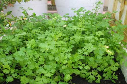 Bí kíp trồng rau mùi trong chậu chỉ với 20 ngày