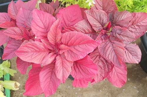 Tự trồng rau dền trong chậu tại nhà tươi ngon, không độc hại