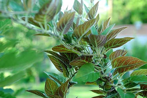 Nhà nào cũng nên trồng cây này tại nhà vì tác dụng chữa bệnh bất ngờ của nó