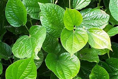 Bài thuốc chữa đau lưng thần kì từ những loại cây dễ tìm