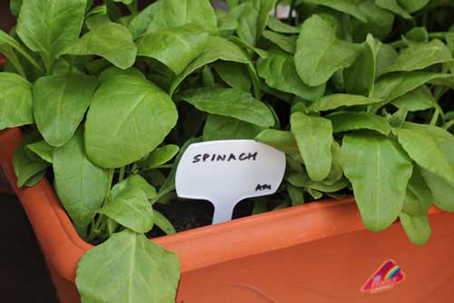 Kỹ thuật trồng rau chân vịt trong chậu xanh tươi mỡ màng