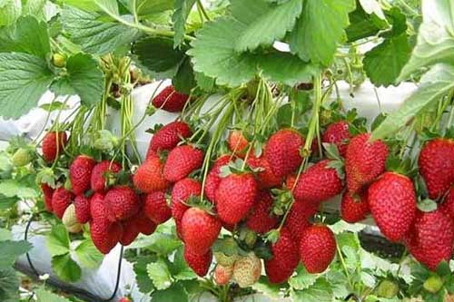 Kỹ thuật trồng cây dâu tây trong chậu cho cả nhà ăn trái quanh năm