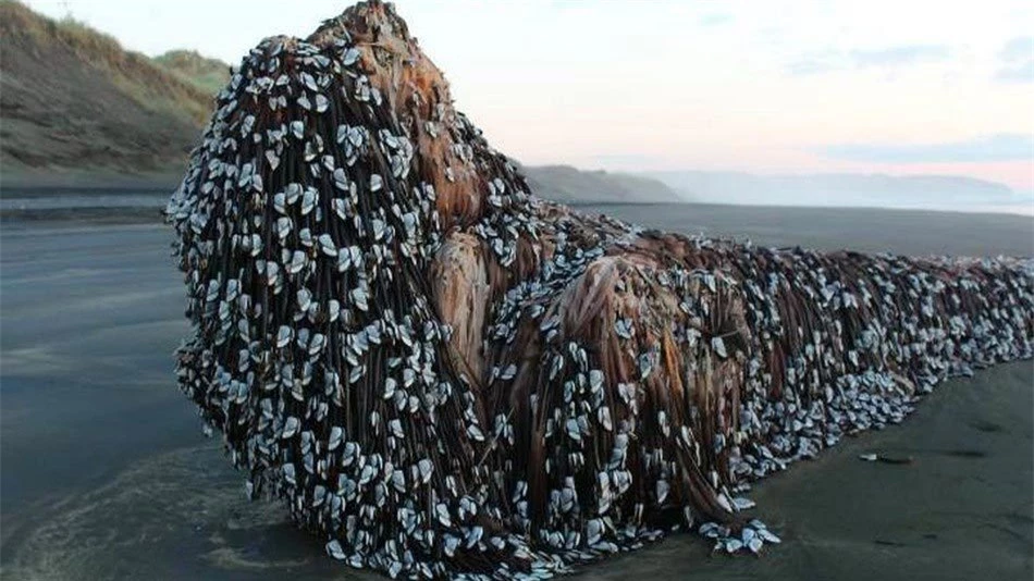Xôn xao hình ảnh 'quái vật' dạt vào bờ biển New Zealand