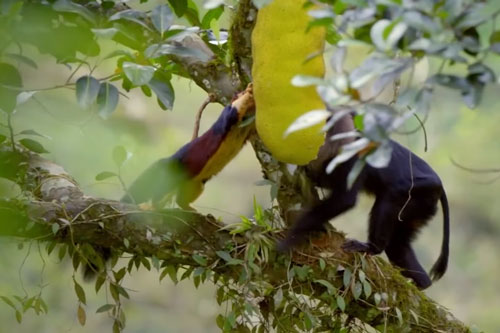 CLIP: Khỉ Macaque vả mặt sóc để độc chiếm thức ăn