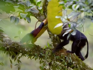 CLIP: Khỉ Macaque vả mặt sóc để độc chiếm thức ăn