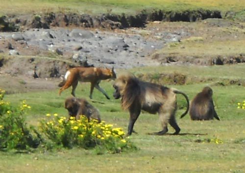 Phát hiện khỉ đang thuần hóa chó sói