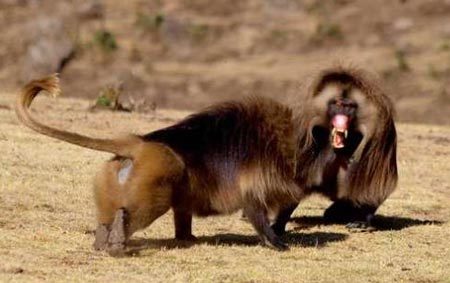 "Vua" khỉ đầu chó bị hạ bệ vì quá nhiều thê thiếp