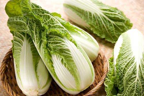 Kỹ thuật trồng cây cải thảo đơn giản, cho năng suất cao