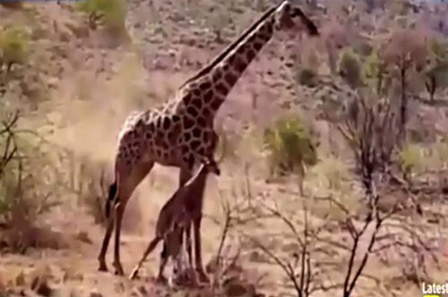 Hươu mẹ tuyệt vọng canh đứa con đang thoi thóp trước bầy sư tử