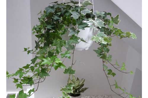 Kỹ thuật trồng cây thường xuân đẹp nhà, giải độc không khí