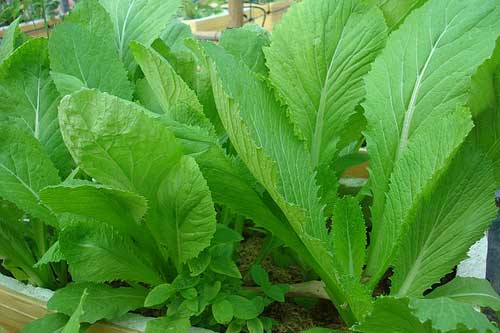 Kỹ thuật trồng và chăm sóc rau mùa mưa xanh tốt, không sâu bệnh