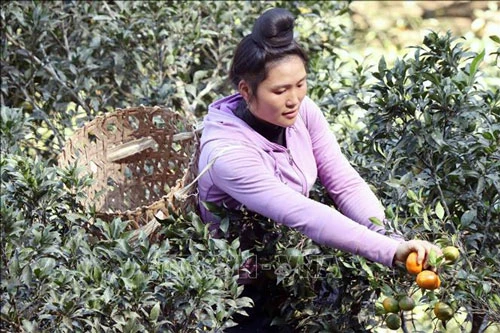 Chị Lò Thị Lan thu hoạch cam đường canh tại gia đình.