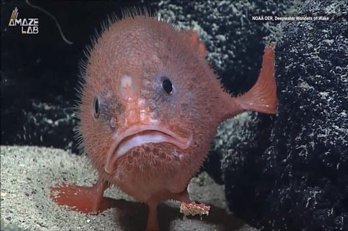 CLIP: Chiến thuật 'ôm cây đợi thỏ' của cá hòm