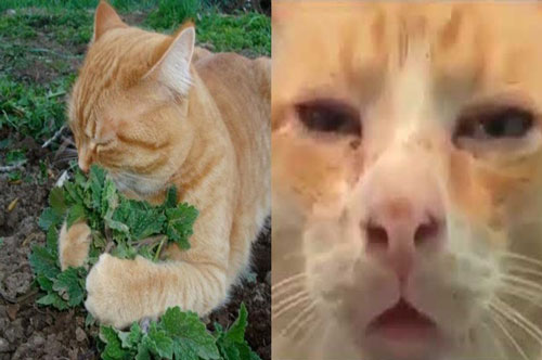 CLIP: Điều gì sẽ xảy ra khi mèo 'hít' cỏ mèo