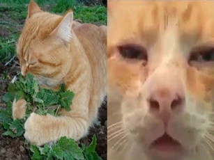 CLIP: Điều gì sẽ xảy ra khi mèo 'hít' cỏ mèo