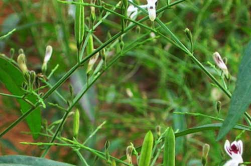 Loài cây trị các bệnh đường hô hấp rất hiệu quả nhưng ít người biết đến