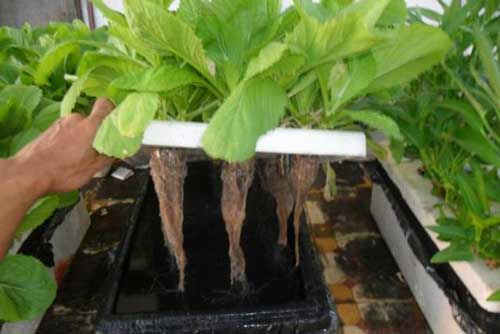 Kĩ thuật trồng rau thủy canh tại nhà đơn giản bất ngờ, rau ăn quanh năm không hết