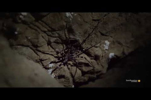CLIP: Nhện săn khổng lồ - 'Thủ lĩnh' trong các hang động
