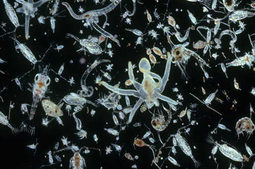 CLIP: Choáng ngợp trước vẻ đồ sộ, đông đúc trong 'ngôi nhà' của hàng tỷ sinh vật phù du