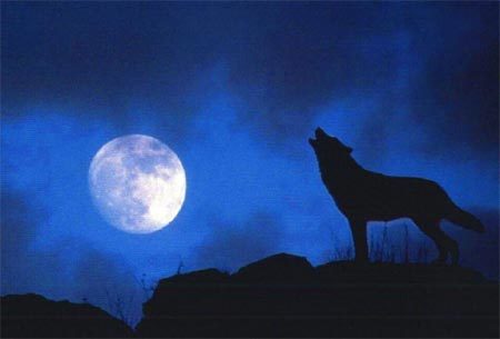 Giải mã tiếng tru rợn người của chó sói