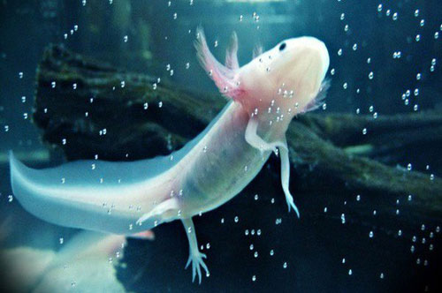 Những động vật sở hữu quyền năng siêu nhiên