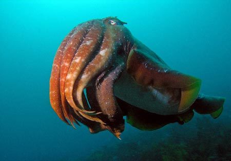 Mực nang săn mồi bằng kỹ năng "thôi miên" kỳ lạ