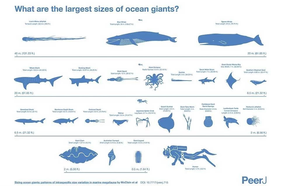 Hé lộ kích thước thực của các quái vật biển khổng lồ