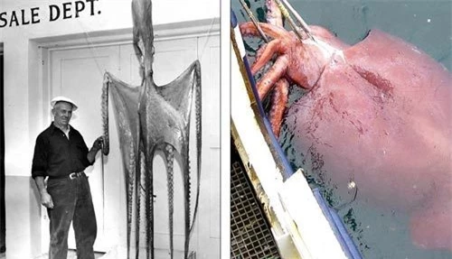 Hé lộ kích thước thực của các quái vật biển khổng lồ