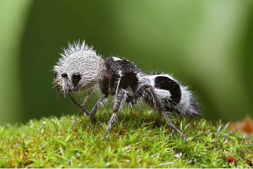 Những động vật có hình thù siêu kỳ lạ sẽ khiến bạn ngạc nhiên khi nhìn thấy 